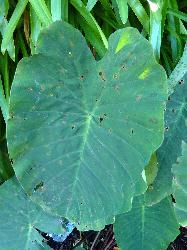 © Landcare Research 2012 